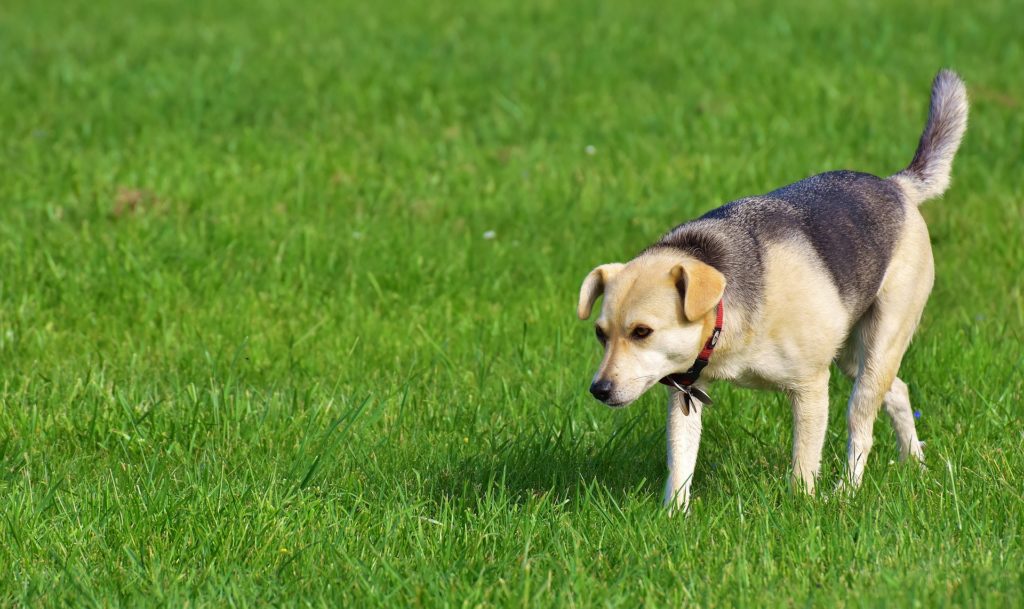 An angry dog walking through the grass on high alert.