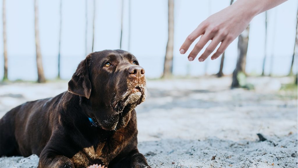 A person reaches a hand towards a nervous dog, making excellent conditions for a dog bit personal injury claim.