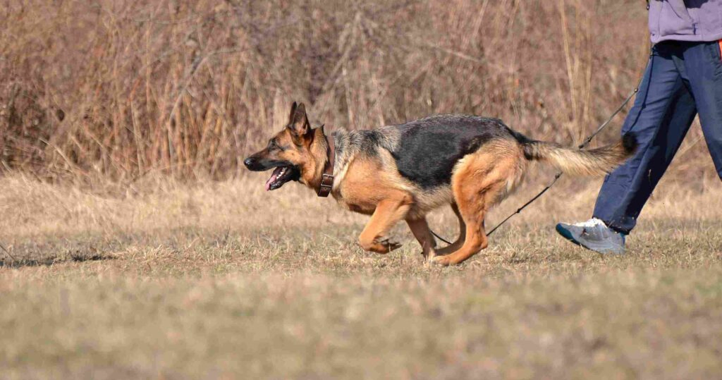 7 Quick Easy steps to Take After Being Bit by a Dog scaled