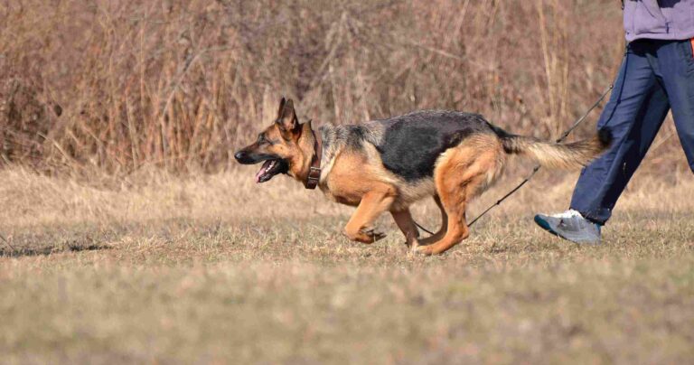 7 Quick Easy steps to Take After Being Bit by a Dog scaled