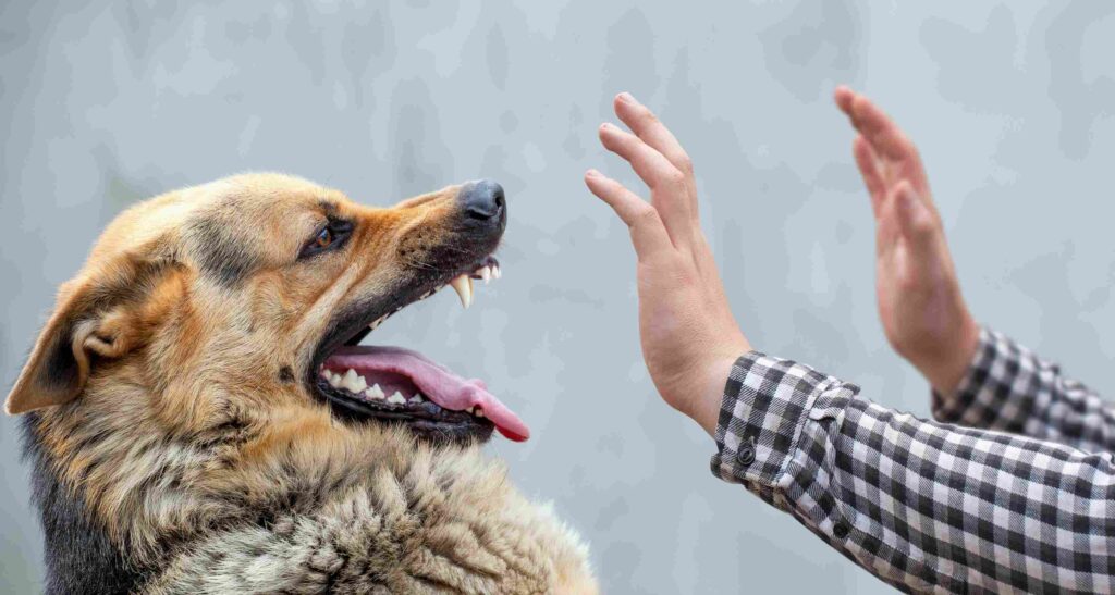 The Most Common Dog Bite Scenarios and How to Avoid Them  