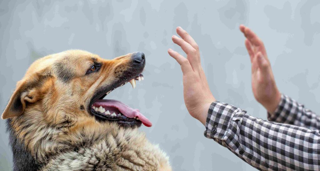 The Most Common Dog Bite Scenarios and How to Avoid Them scaled