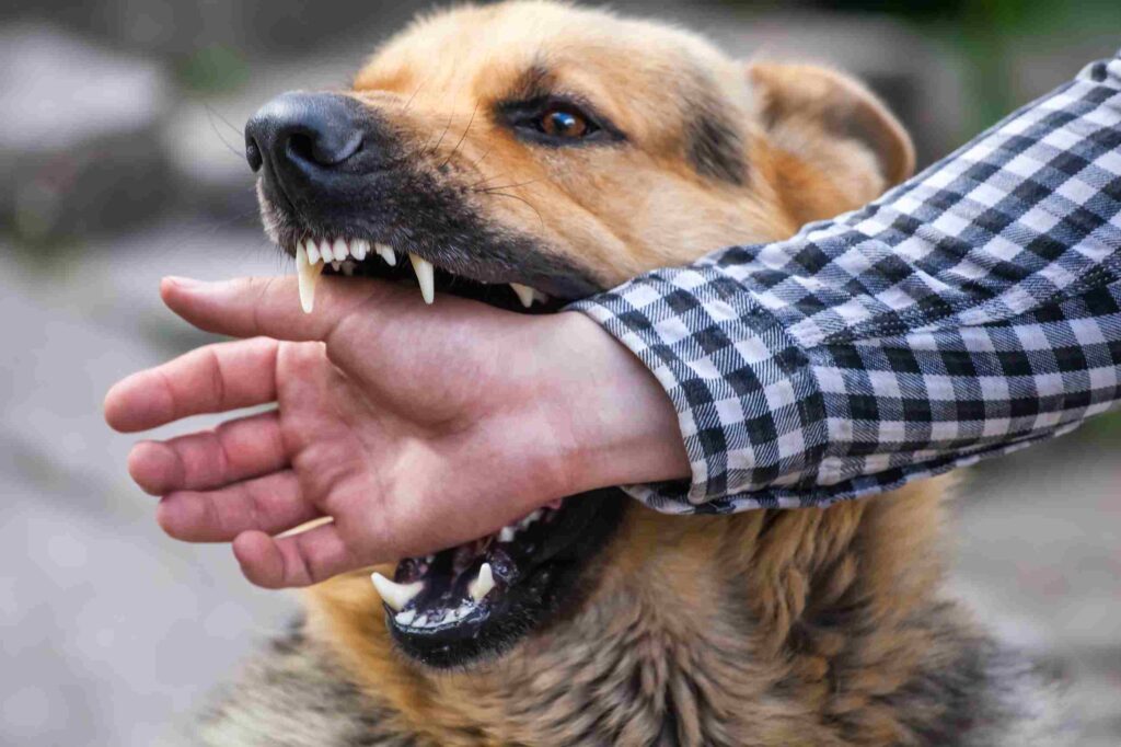 Minneapolis dog bite accident lawyer