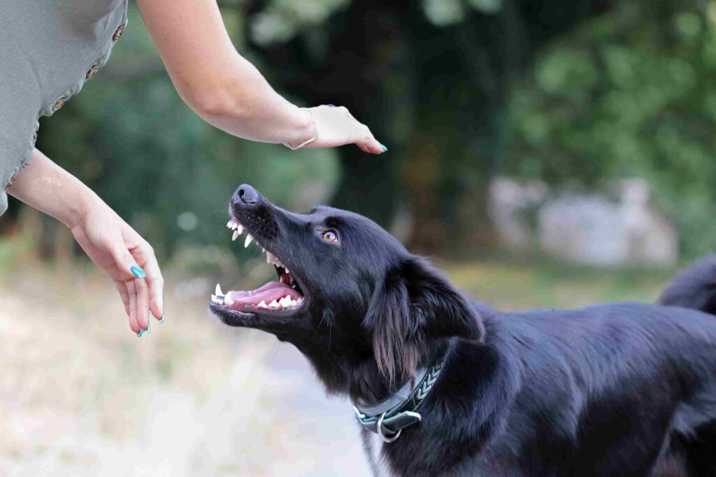 Maple Grove Dog Bite Attorney
