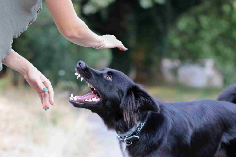 Minneapolis dog bite injury lawyer