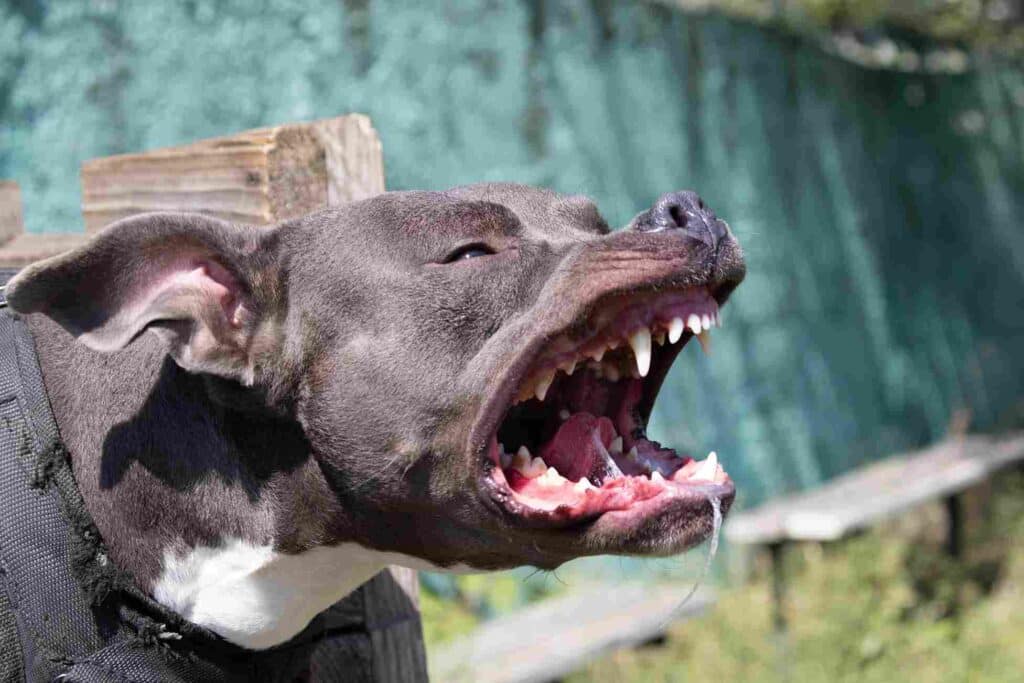 Minneapolis dog bite attorney