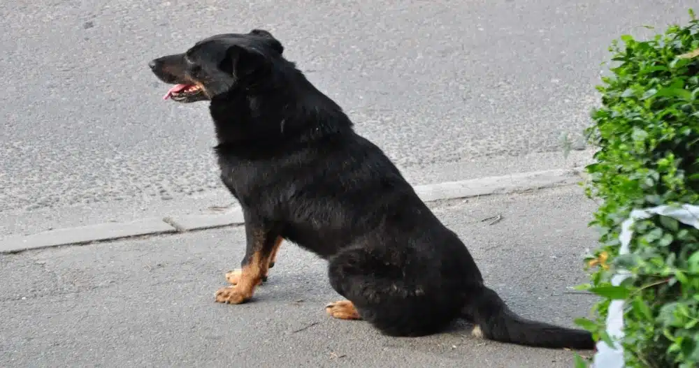 Black dog sitting on a sidewalk in a residential area, representing a Minnesota dog bite case under strict liability law